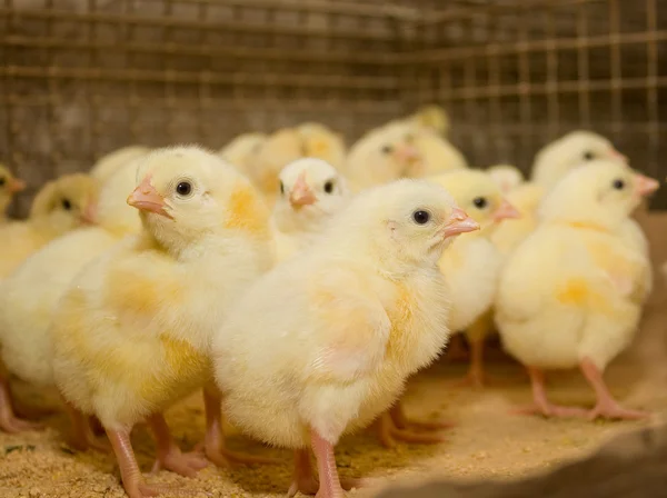 Kuřecí brojleři. Drůbeží farma — Stock fotografie