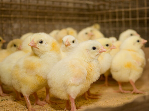 Chicken broilers. Poultry farm