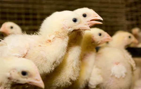 Chicken broilers. Poultry farm — Stock Photo, Image