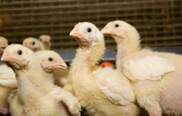 Κοτόπουλα κοτόπουλου. Εκμετάλλευση πουλερικών — Φωτογραφία Αρχείου