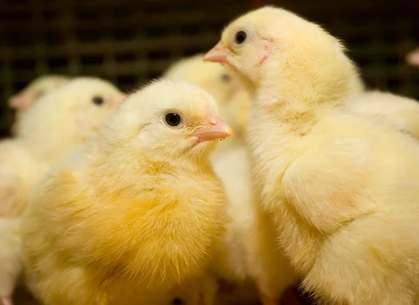 Kippenvleeskuikens. Pluimveehouderij — Stockfoto