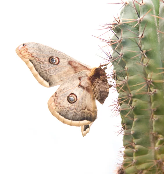Schmetterling auf einem Kaktus — Stockfoto