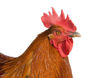 horoz beyaz arkaplanda izole edildi