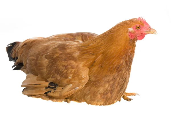 Brown hen isolated on white — Stock Photo, Image