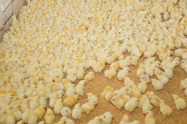 Chicken broilers. Poultry farm — Stock Photo, Image