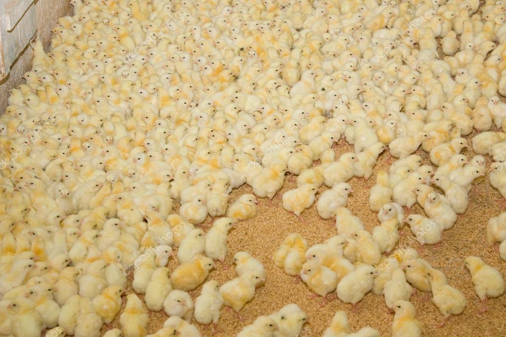 Chicken broilers. Poultry farm — Stock Photo © kharhan 63621205