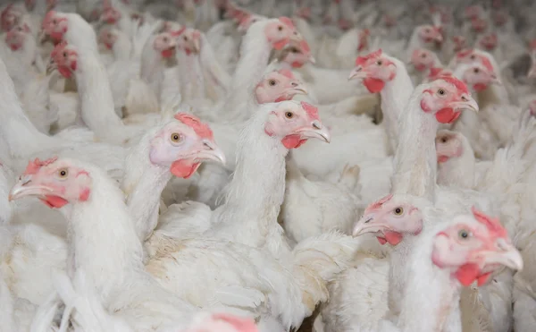 Chickens. Poultry farm — Stock Photo, Image