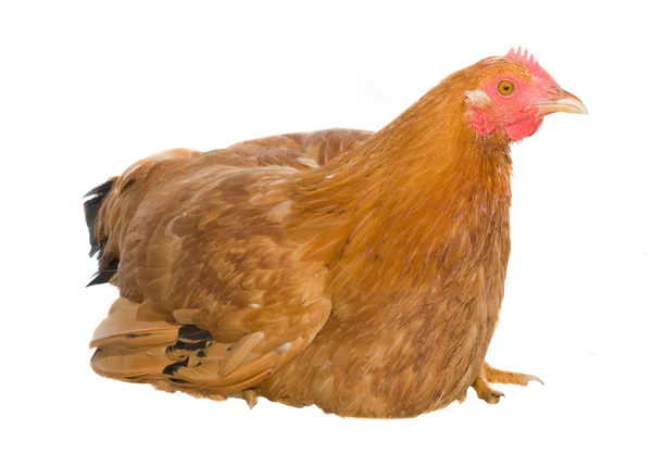 Brown hen isolated on white — Stock Photo, Image