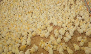 tavuk. tavuk çiftliği