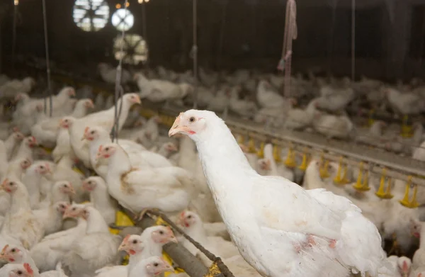 Chicken . Poultry farm — Stock Photo, Image