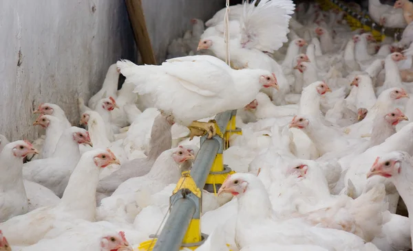 Csirke. Baromfi mezőgazdasági — Stock Fotó