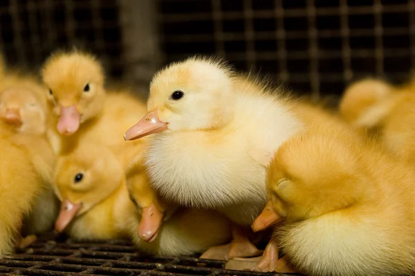 Pluimveebedrijf. Kuikens — Stockfoto