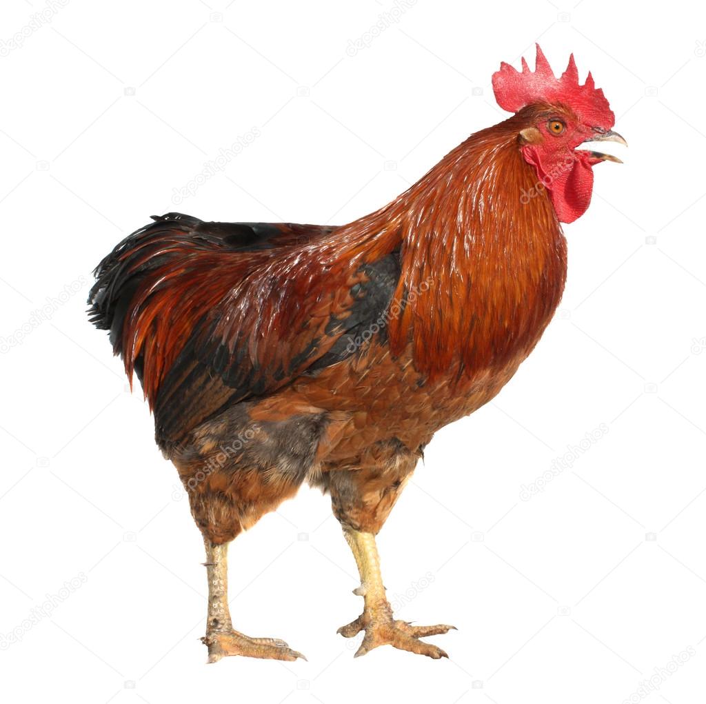 Rooster isolated on white