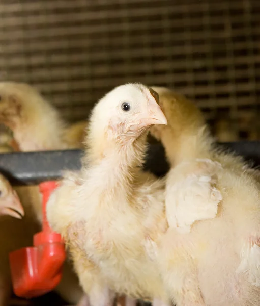 Pollos de engorde. Granja avícola — Foto de Stock