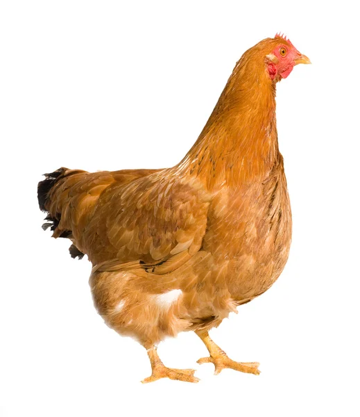 Bruine kip geïsoleerd op wit — Stockfoto