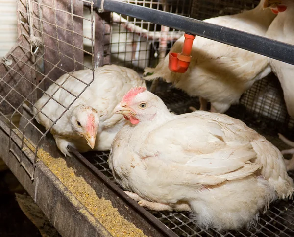 Pollos de engorde. Granja avícola — Foto de Stock