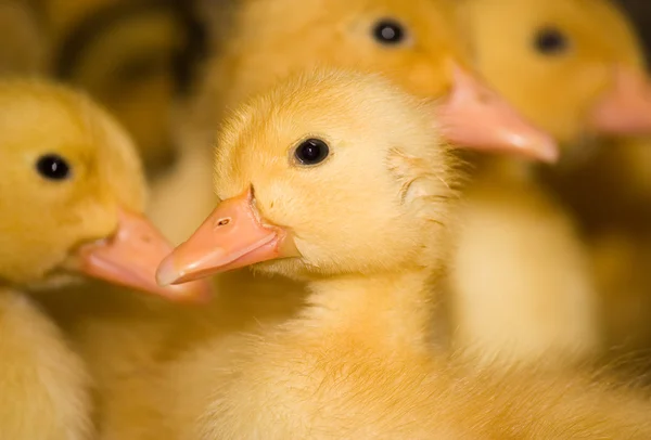 가금류 농장입니다. Ducklings — 스톡 사진