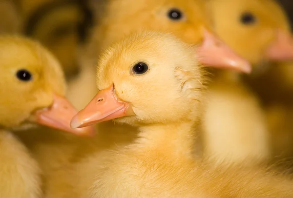 Pluimveebedrijf. Kuikens — Stockfoto