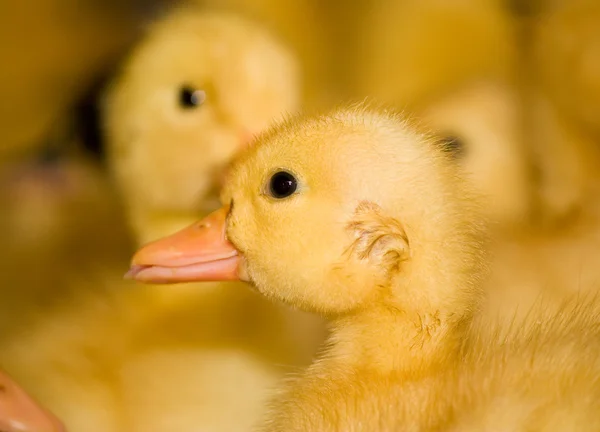 Pluimveebedrijf. Kuikens — Stockfoto