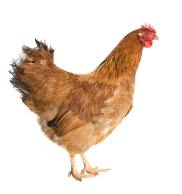 beyaz izole kahverengi tavuk