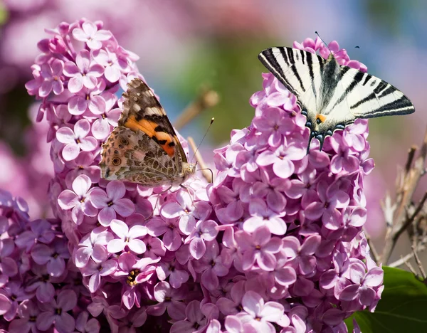 Zwei Schmetterlinge Auf Lila Blüten — Stockfoto