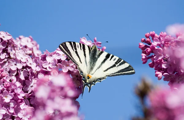 Zwei Schmetterlinge Auf Lila Blüten — Stockfoto