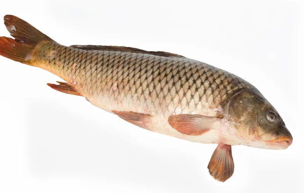 Carp fish isolated on  white — Stock Photo, Image