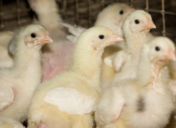 Chickens. Poultry farm