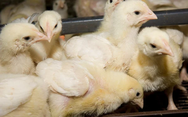 Pollos. Granja avícola —  Fotos de Stock