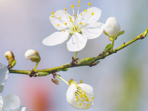 Voorjaar bud bloem. — Stockfoto