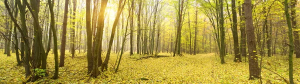 Paysage forestier d'automne — Photo