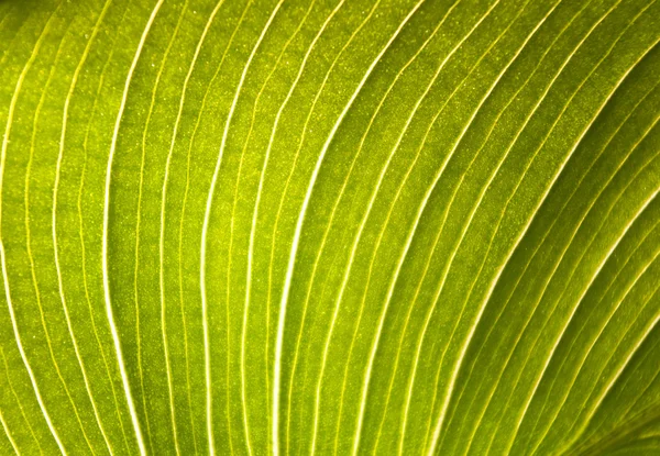 Hoja verde como fondo — Foto de Stock