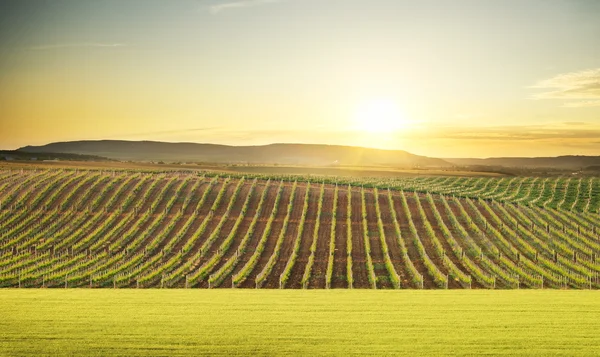 Vineyard summer landscape — Stock Photo, Image