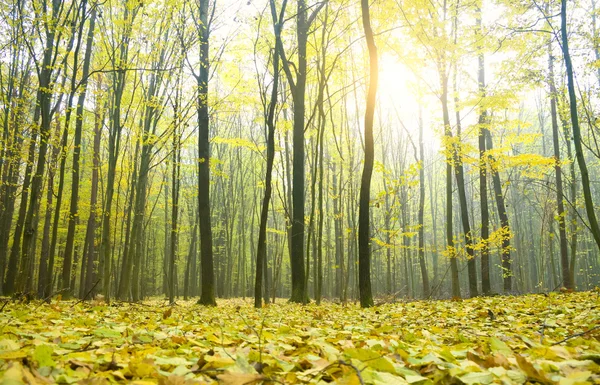 Podzimní Les v době ranní — Stock fotografie