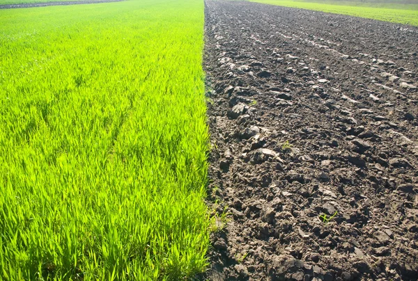 Young wheat plants. — Stock Photo, Image