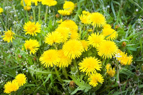 Yellow dandelions and green grass — Stock Photo, Image