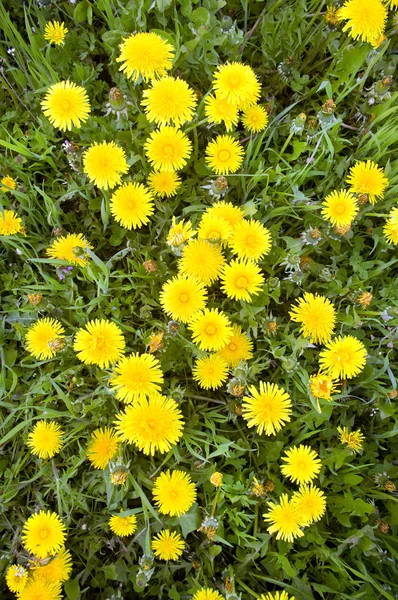 Yellow dandelions and green grass — Stock Photo, Image