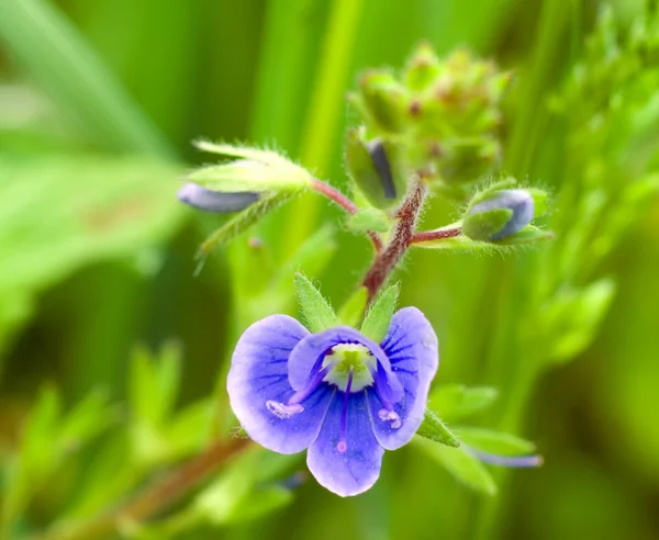 Fiori estivi blu primo piano — Foto Stock