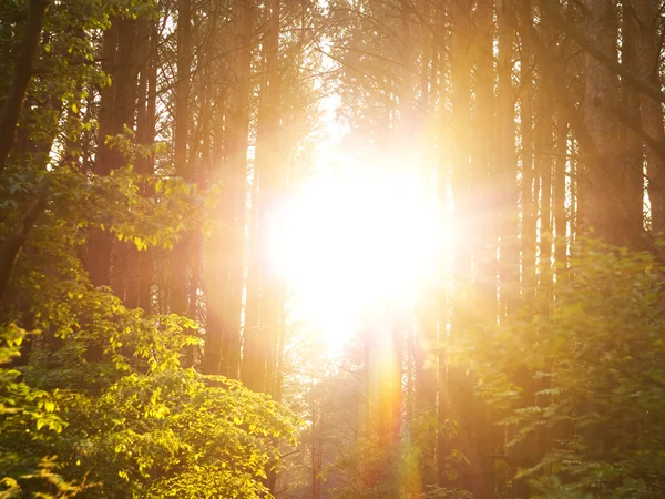 Puesta del sol Rayos de sol en los árboles foreteros . —  Fotos de Stock