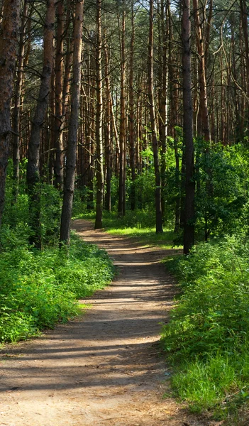 Schatten spendender Wald bei Sonnenuntergang — Stockfoto