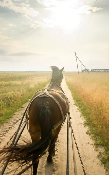Výlet na vozíku s koněm — Stock fotografie