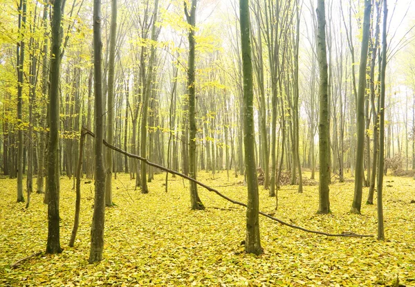 Bosque de otoño por la mañana . —  Fotos de Stock