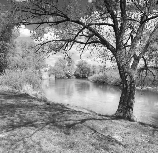 Tree on river bank — Stock Photo, Image