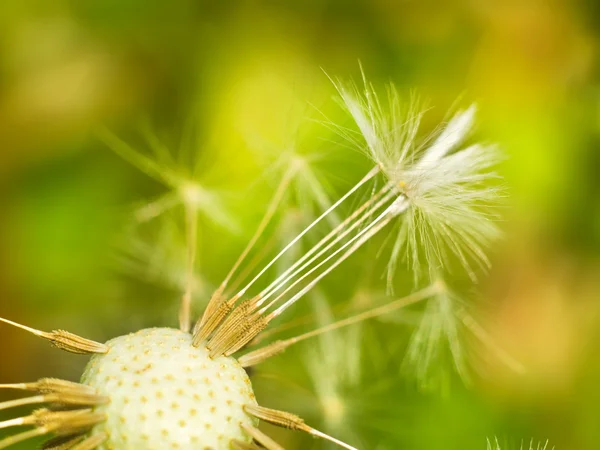 Close-up van de paardebloem. Macro shutt. — Stockfoto