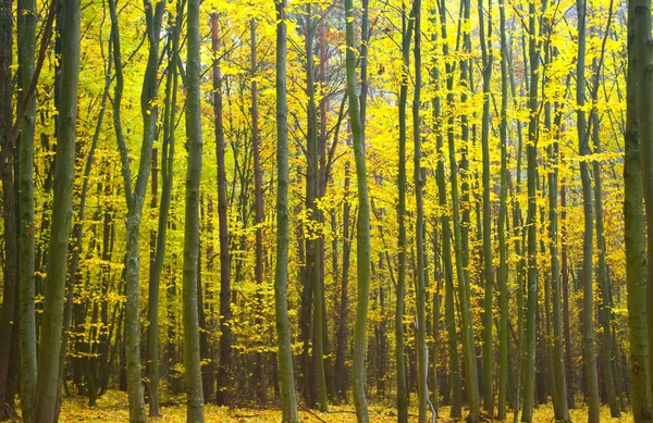 Őszi erdős táj — Stock Fotó
