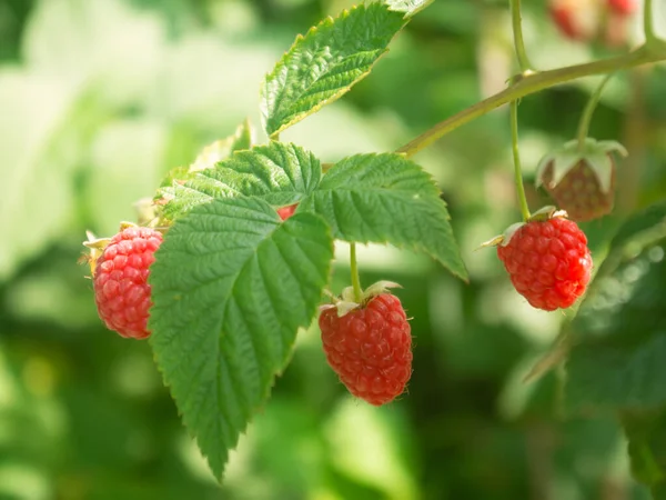 Raspberry Bush Ripe Berries — Stock Photo, Image