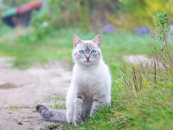 cat with blue eyes on the path