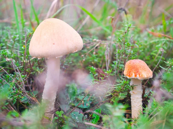 Gruppo Funghi Nella Foresta Autunnale — Foto Stock