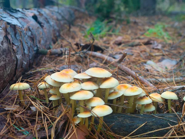 Mushrums Groupe Dans Forêt Automne — Photo