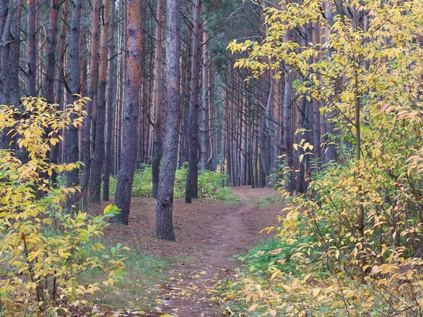 Foto Panorámica Del Bosque Otoño Bosque Pinos Con Árboles Hoja — Foto de Stock